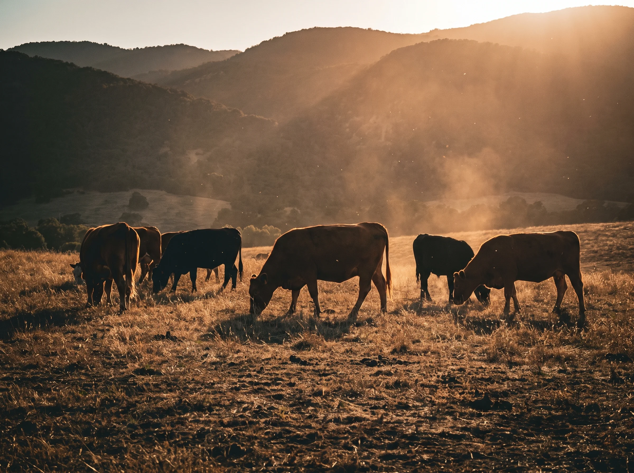 Grass-fed cattle grazing on open pasture at golden hour, low camera angle, warm backlight and rising dust, rolling hills in t