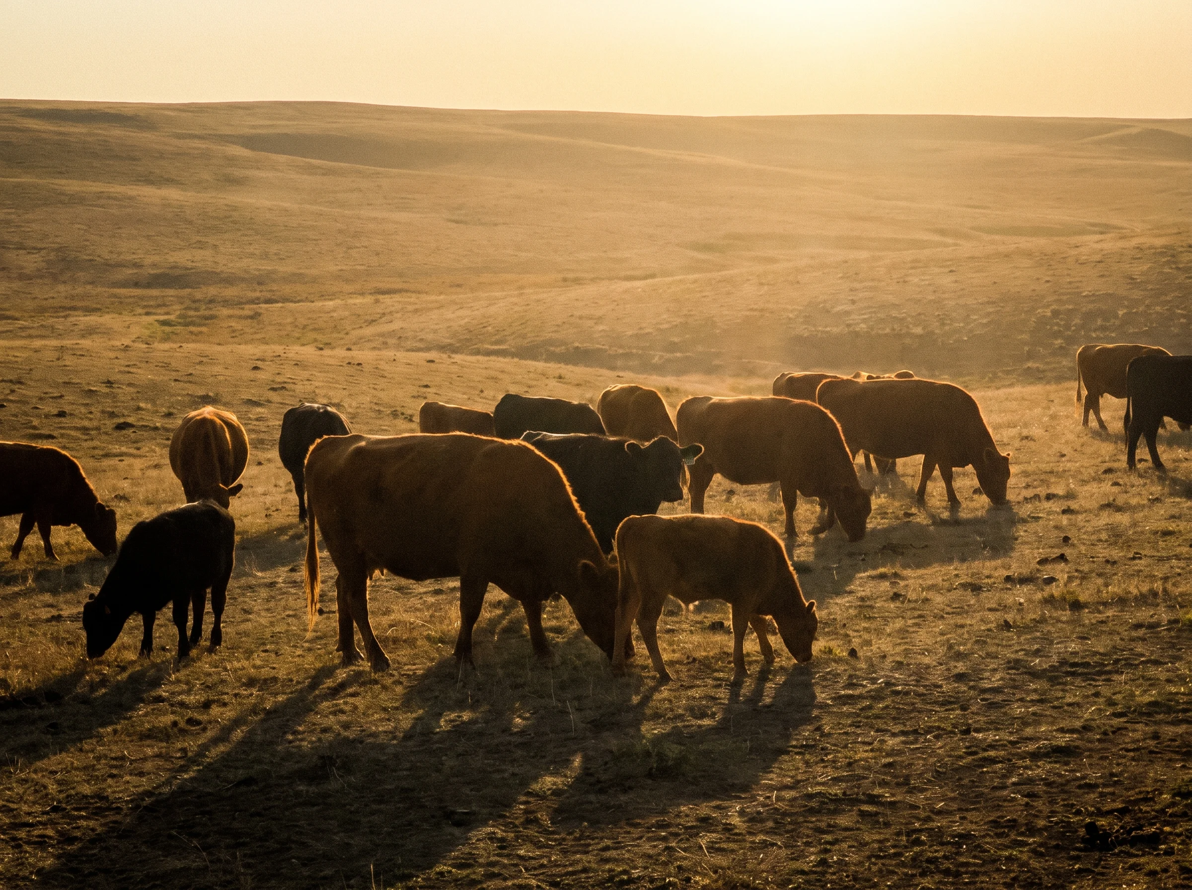 A herd of grass-fed cattle grazing at golden hour on rolling open pasture, low sun, earthy and cinematic, no fences visible.